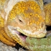 iguana_land_spz_h_0125_ecu1824.jpg